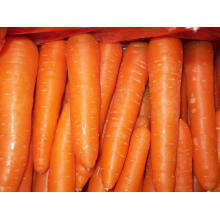 New Crop Fresh Carrot (L grade)